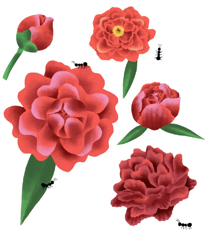 illustration amelie faliere pivoines.jpg - Amlie FALIERE | Virginie